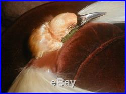 OPULENT Edwardian BIRD OF PARADISE Plumes w Bird HAT Cocoa Velvet WIDE Oval BRIM