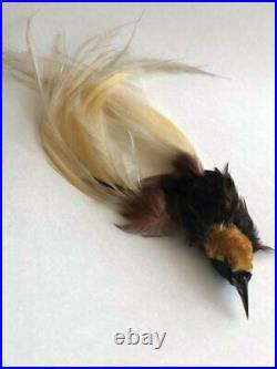 Rare Antique Victorian Taxidermy Millinery Bird Of Paradise