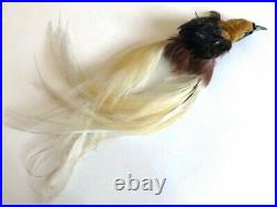 Rare Antique Victorian Taxidermy Millinery Bird Of Paradise