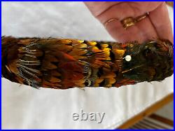 Vintage Pheasant Feather Hat Band 26-27